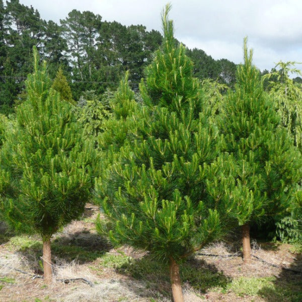 Pines | Radiata - bulk buy