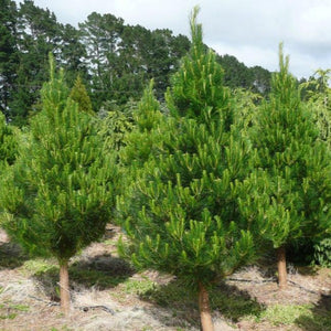 Pine 'Radiata', tall conifer with dark-green pine needles.