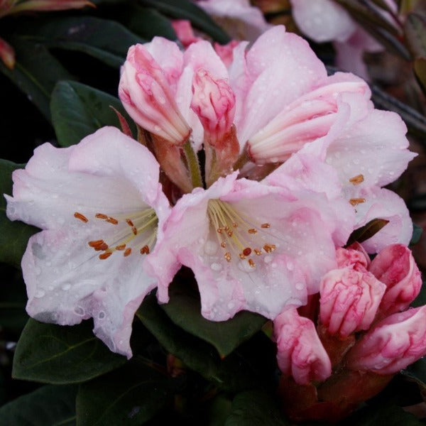 Rhododendron 'Bronze Wing', evergreen shrub with dark-green foliage and loose trusses of creamy-white flowers with frilly edges.