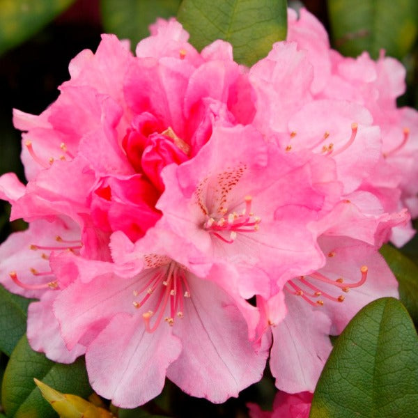 Rhododendron 'Doc' , clusters of bright pink flowers and mid green foliage