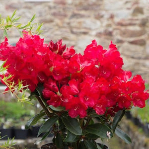 Rhododendron 'Halfdan Lem', evergreen shrub with glossy, green foliage and clusters of bright-red, wavy-edged flowers.