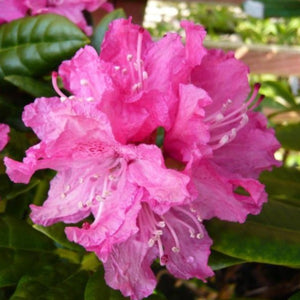 Rhododendron 'Rocket' pink flower truss