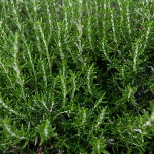 Rosemary 'Officinalis'