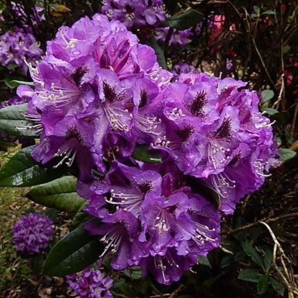 Rhododendron 'Schiller', evergreen shrub with dark-green foliage and trusses of bell-shaped, frilly-edged flowers in deep-lilac with a dark throat.