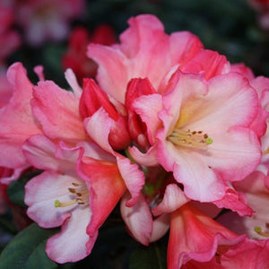 Rhododendron 'Sierra Sunset', evergreen shrub with dark-green foliage and trusses of frilly-edges soft-pink flowers with sunset-yellow throat.