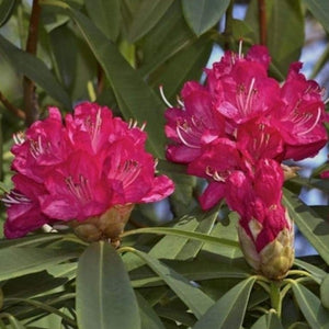 Rhododendron  | Sir Robert Peel