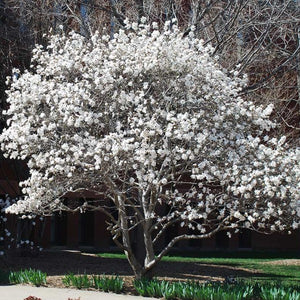 Magnolia | Stellata