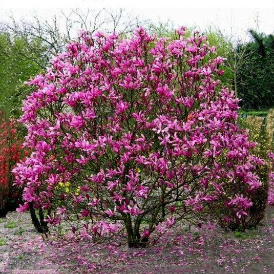 Magnolia 'Susan', deciduous tree featuring fragrant, narrow, goblet-shaped blooms, purple-red on the outside and paler inside.