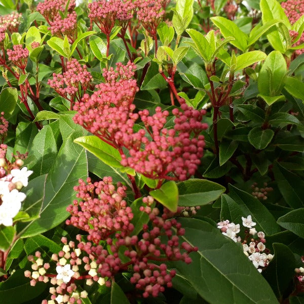 Virurnum 'Tinus' hardy evergreen shrub.