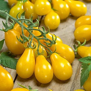 Tomato 'Yellow Pear' | Vintage Heirloom Seeds