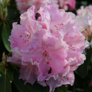 Rhododendron | Trude Webster