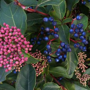 Viburnum 'Tinus'