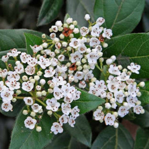 Viburnum 'Tinus'