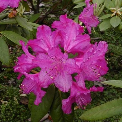 Rhododendron | Auguste van Geert