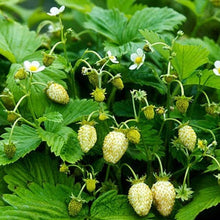 Load image into Gallery viewer, Strawberry &#39;White Soul&#39; | Vintage Heirloom Seeds
