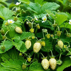 Strawberry 'White Soul' | Vintage Heirloom Seeds