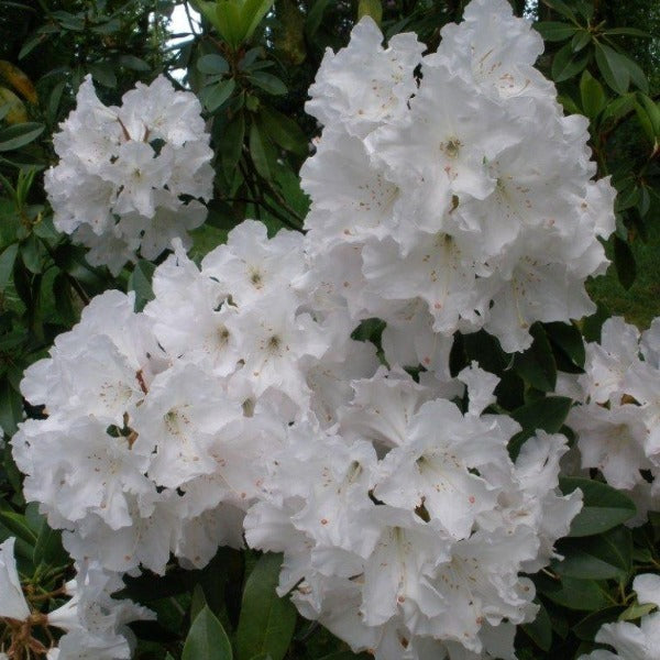 Rhododendron 'White Swan', evergreen shrub with dusty-green foliage and trusses of funnel-shaped flowers in satin-white with a green basal blotch.